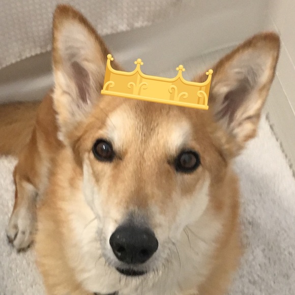 queencorgi